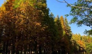 清远市佛冈县森波拉奇妙世界好玩吗拒绝复制 清远森波拉奇妙世界