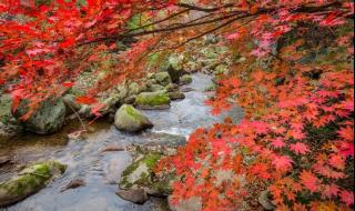 重庆主城到万盛黑山谷一日游攻略（麻烦坐车路线、住宿、门票、游玩项目等详细介绍下） 重庆万盛黑山谷